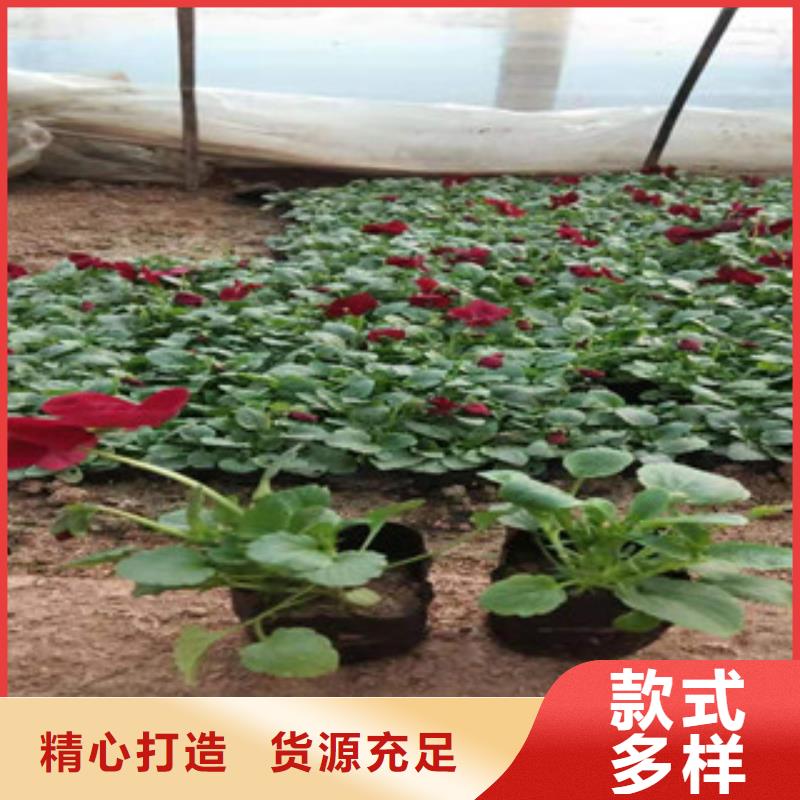 宿根花卉鲁冰花/粉黛乱子草可放心采购当地生产厂家
