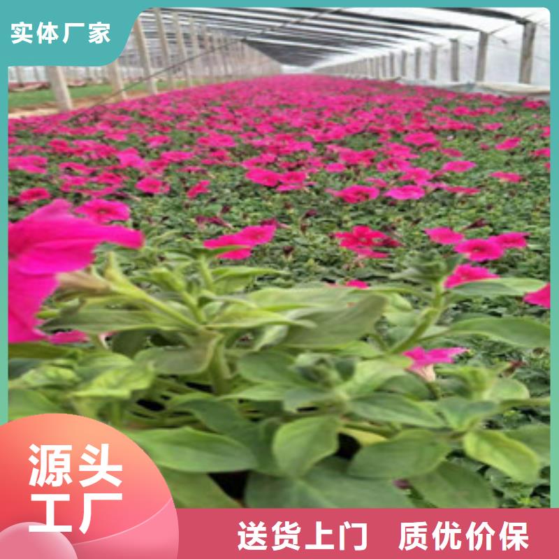 宿根花卉鲁冰花/粉黛乱子草源头把关放心选购同城制造商