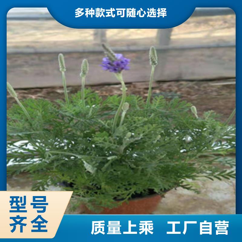 【宿根花卉】花海景观工程用的放心厂家直销规格多样