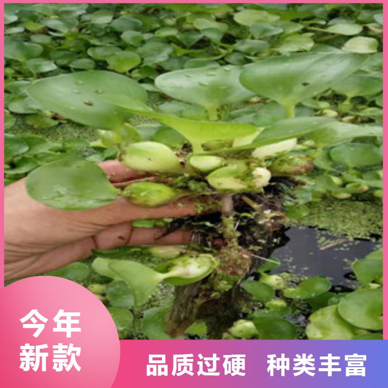 宿根花卉水生植物/荷花睡莲专业生产品质保证可接急单