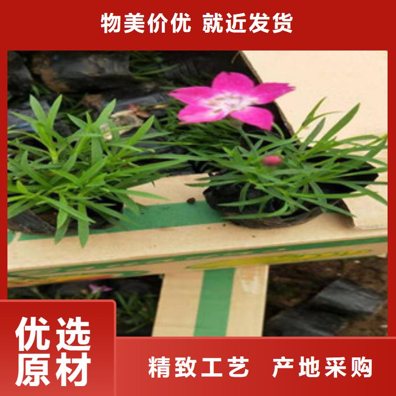 宿根花卉花海景观工程按需定制真材实料货源直销