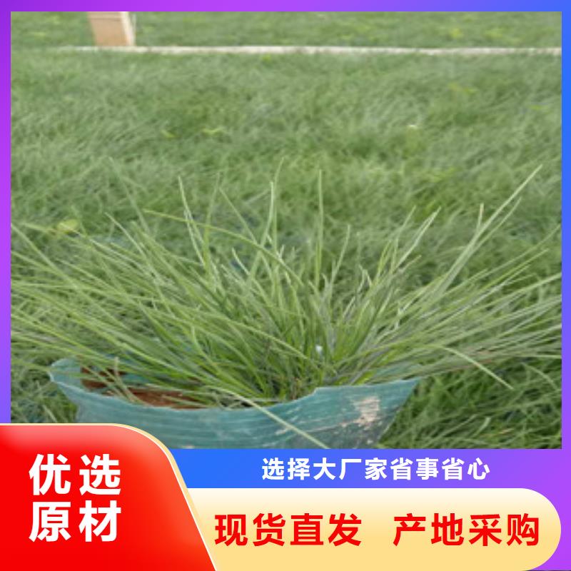 花海景观-宿根花卉基地实体厂家大量现货标准工艺