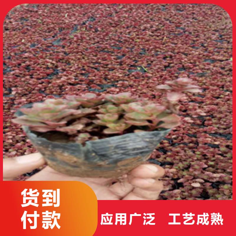 花海景观,鲁冰花/粉黛乱子草精心打造生产经验丰富