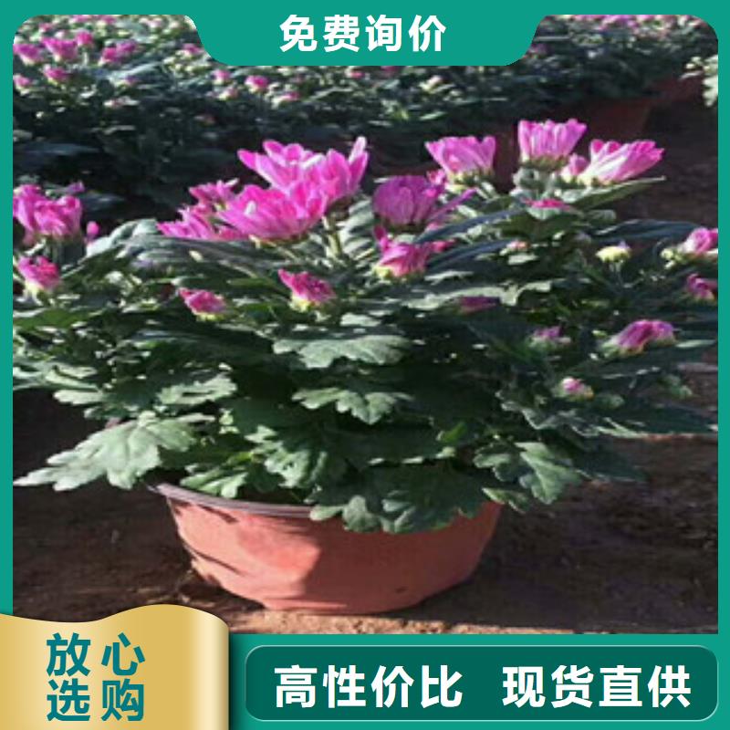【花海景观】花海景观工程实力公司实力优品
