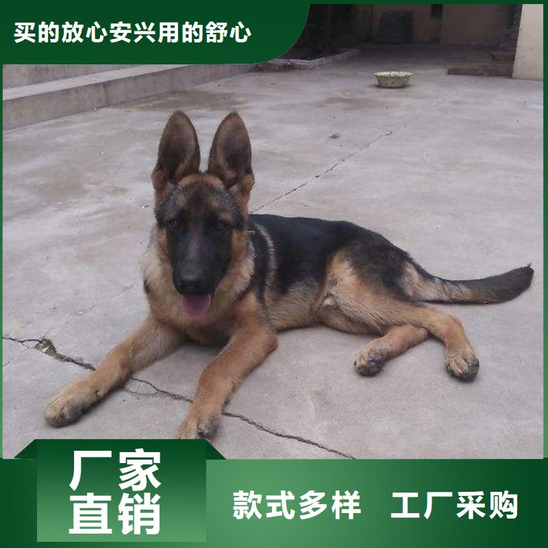 德国牧羊犬拉布拉多犬质量牢靠专注质量