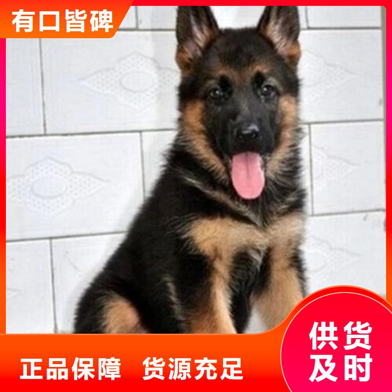 德国牧羊犬,【杜高犬】实力派厂家实拍品质保障