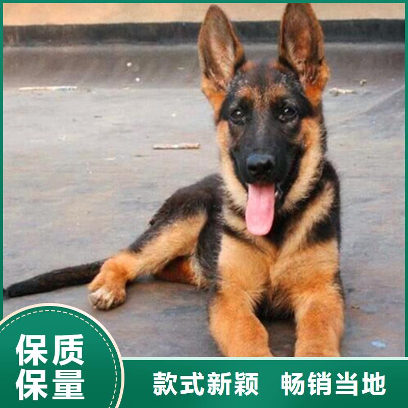 德国牧羊犬黑狼支持加工定制本地厂家