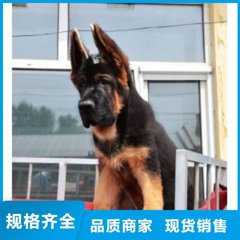 德国牧羊犬马犬供应商同城生产商