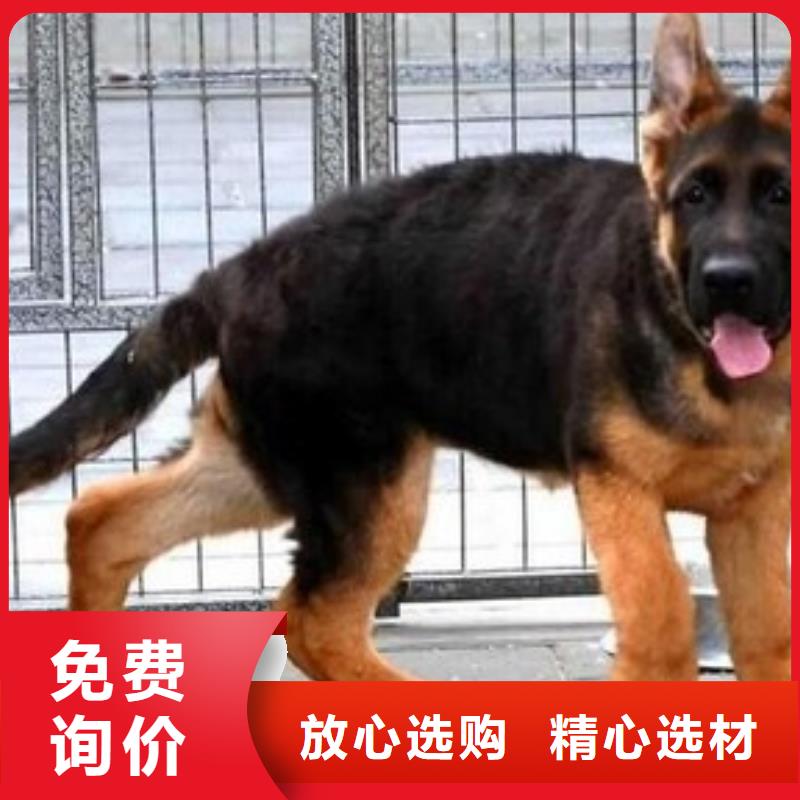 德国牧羊犬杜宾犬选择我们没错精益求精