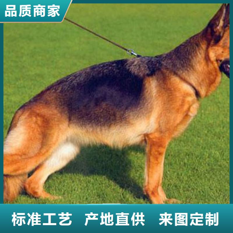 德国牧羊犬马犬厂家实力雄厚品质商家