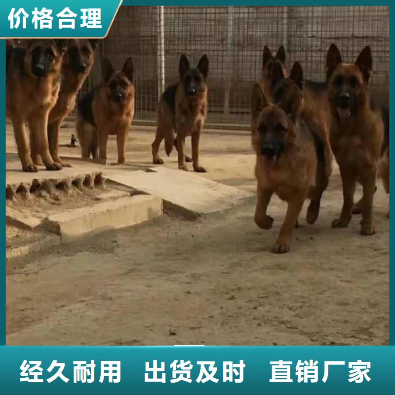 德国牧羊犬杜宾犬定制速度快工期短严选好货