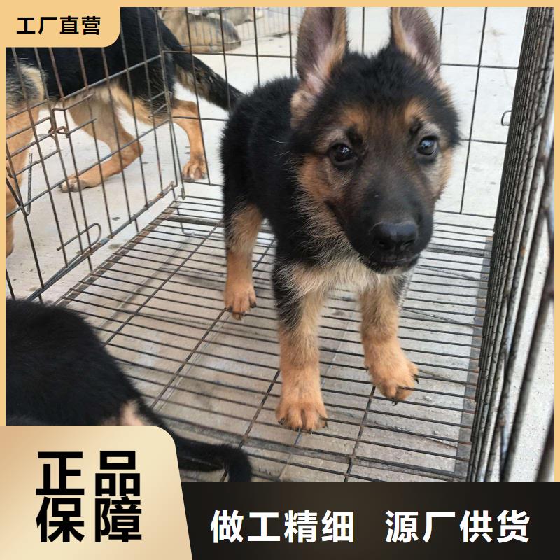 德国牧羊犬罗威纳犬客户信赖的厂家专业信赖厂家