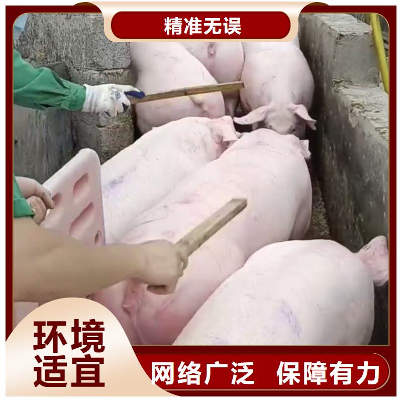 宿迁市沭阳到莱芜猪笼车物流规模宏大