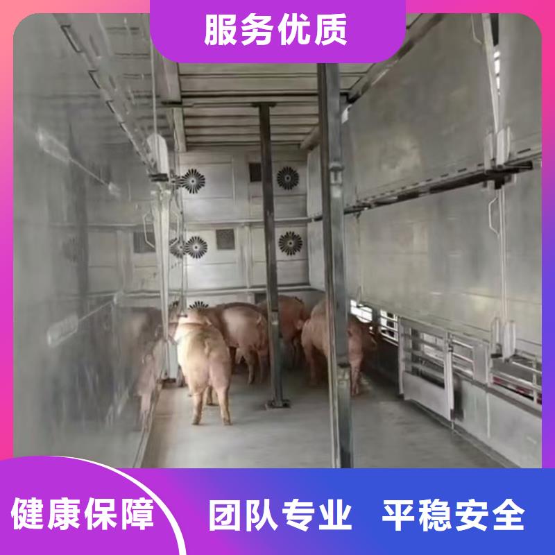 宿迁市泗洪到阜阳生猪恒温车运输资源充足