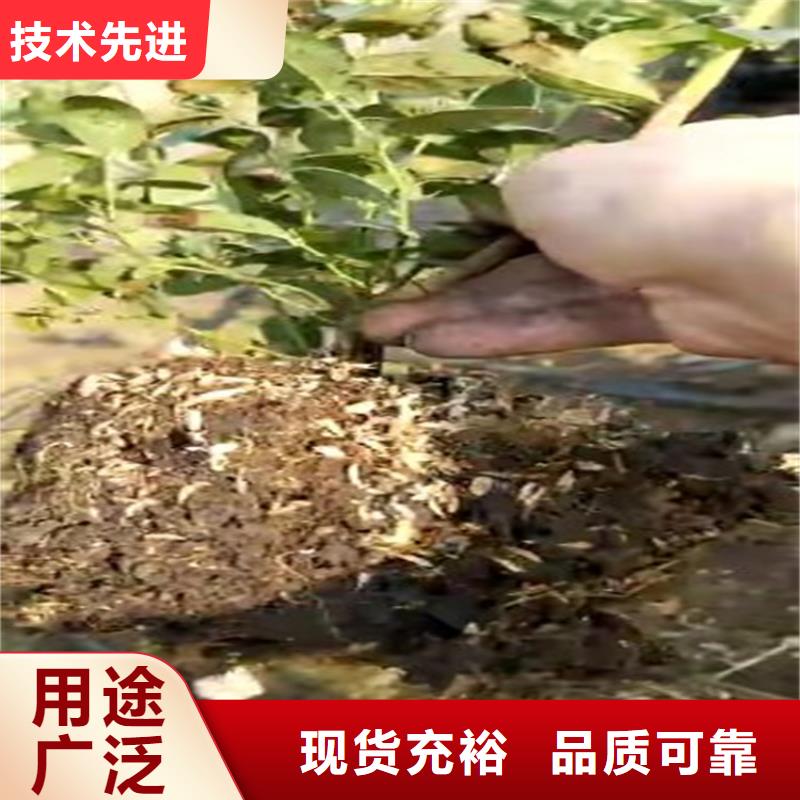 蓝莓苗桃树苗质量牢靠品牌专营