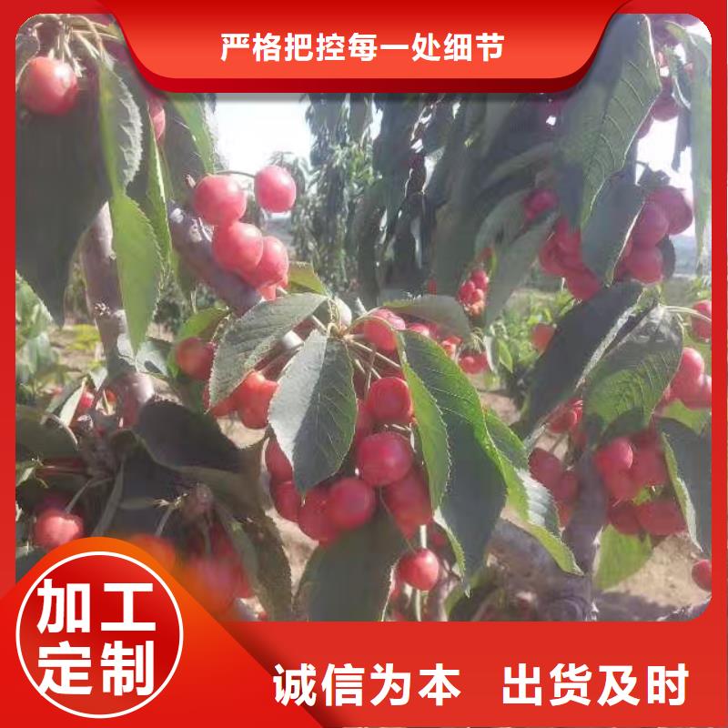 【樱桃】-桃树苗源厂直接供货品质保证