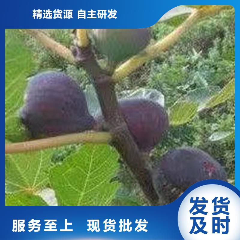 无花果无花果苗源头厂家直销同城生产厂家