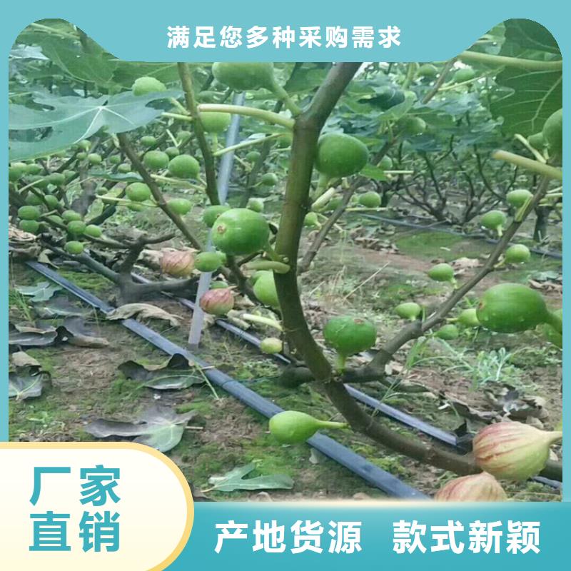 无花果【苹果苗】质量看得见做工细致