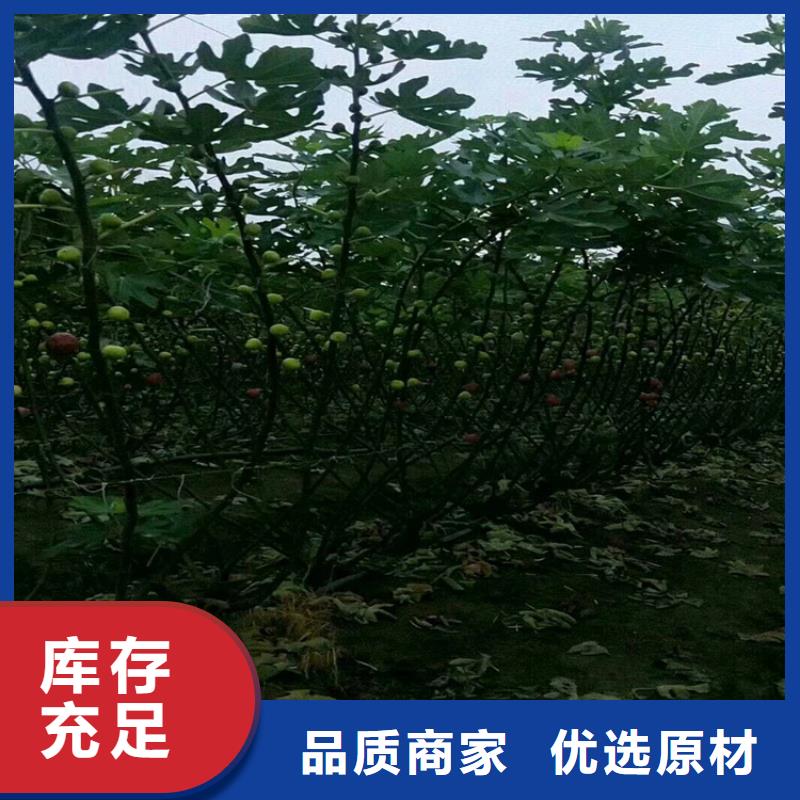 无花果樱桃苗免费获取报价原厂制造