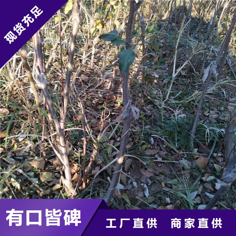 苹果樱桃苗随心所欲定制同城品牌