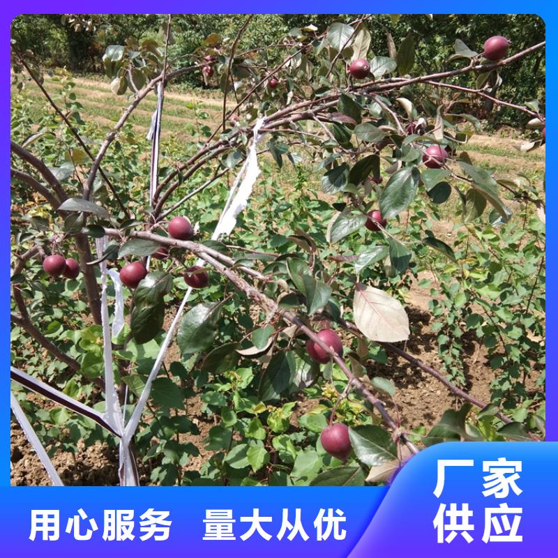 苹果桃树苗专注生产制造多年当地生产厂家