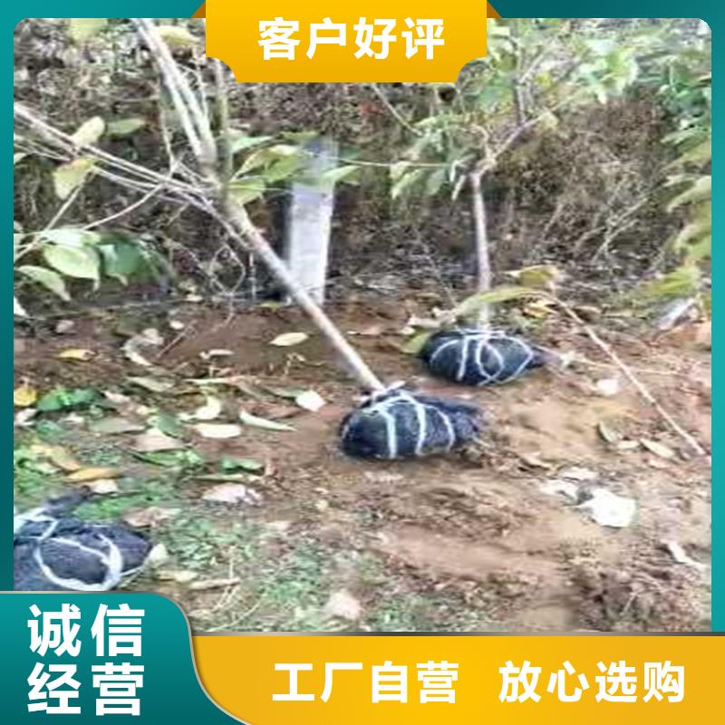 【梨树,西瓜苗订购】当地制造商