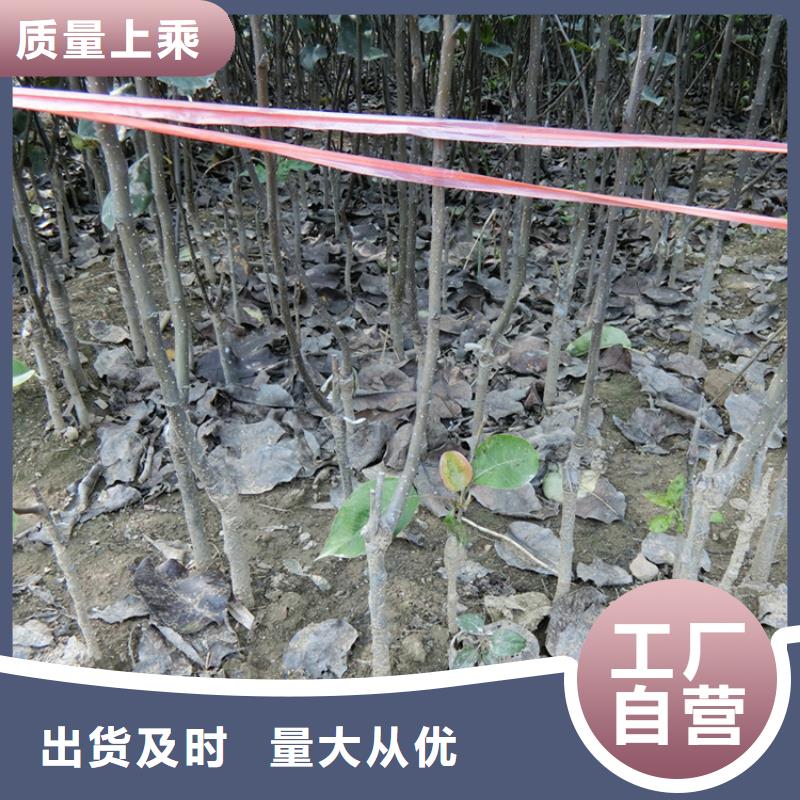 梨树石榴树材质实在定金锁价