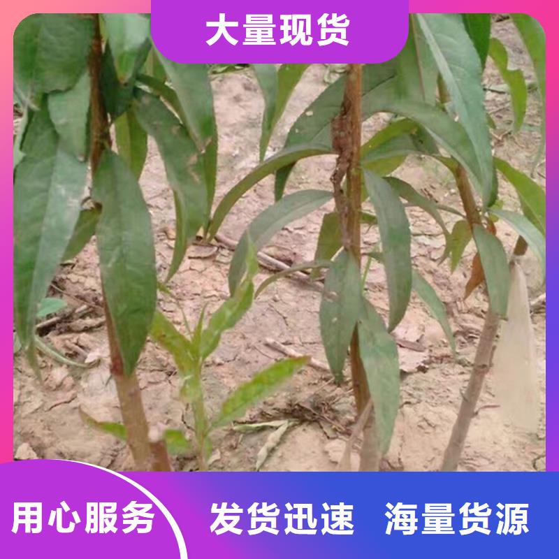 【桃】草莓苗极速发货大量现货