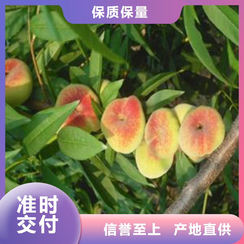 【桃】无花果苗放心购拥有核心技术优势