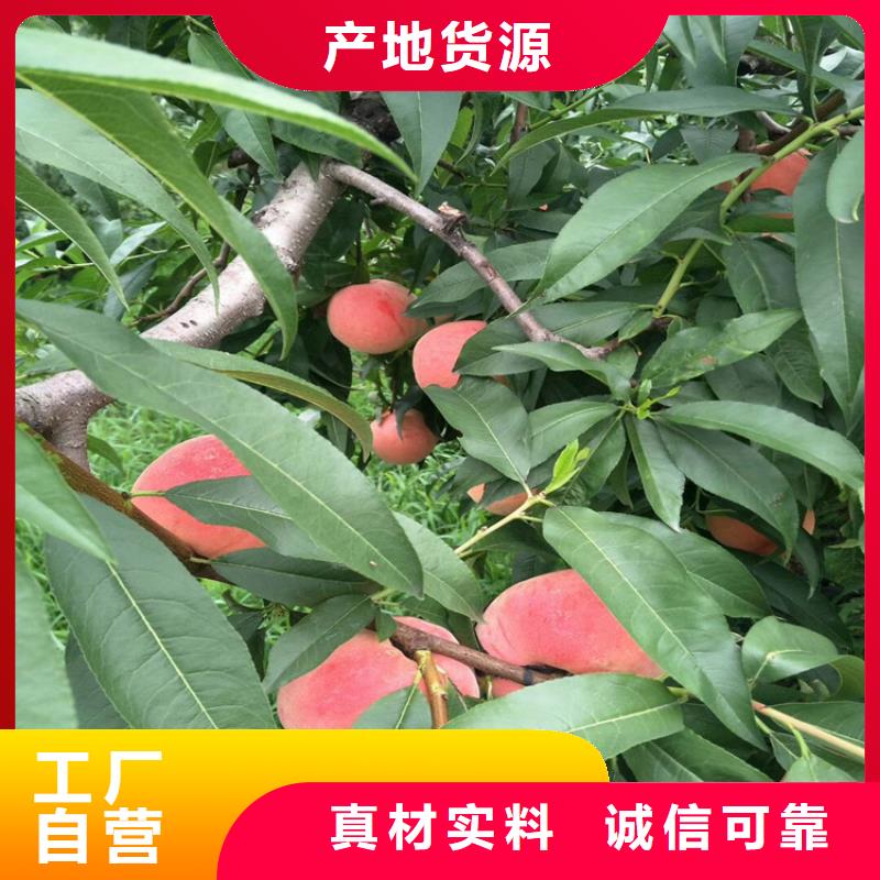 桃-无花果苗源头工厂量大优惠助您降低采购成本