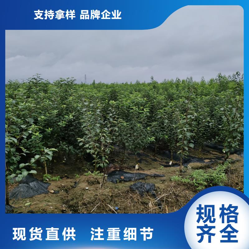 李子【桃树苗】专注品质当地厂家值得信赖