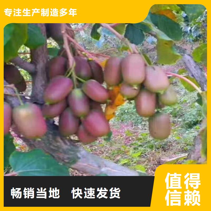 猕猴桃,樱桃苗品质信得过贴心服务