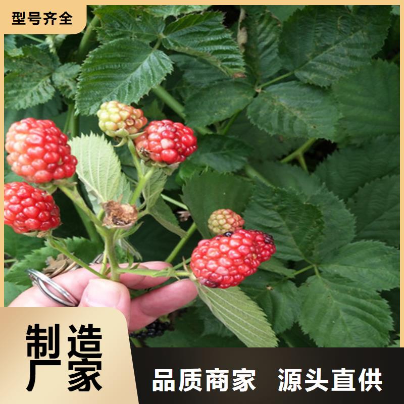 树莓【奶油草莓】快速生产当地厂家