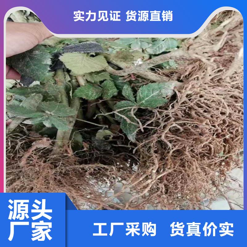 树莓樱桃苗检验发货批发供应