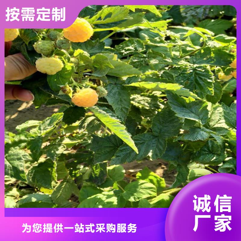 树莓苹果苗厂家现货批发货真价实