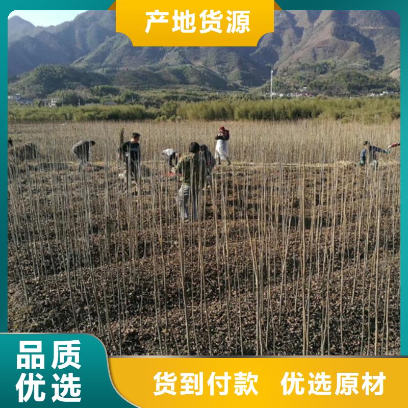 碧根果,苹果苗一件也发货品质信得过