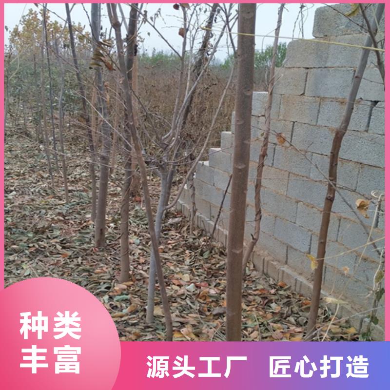 香椿,石榴树匠心工艺多种工艺