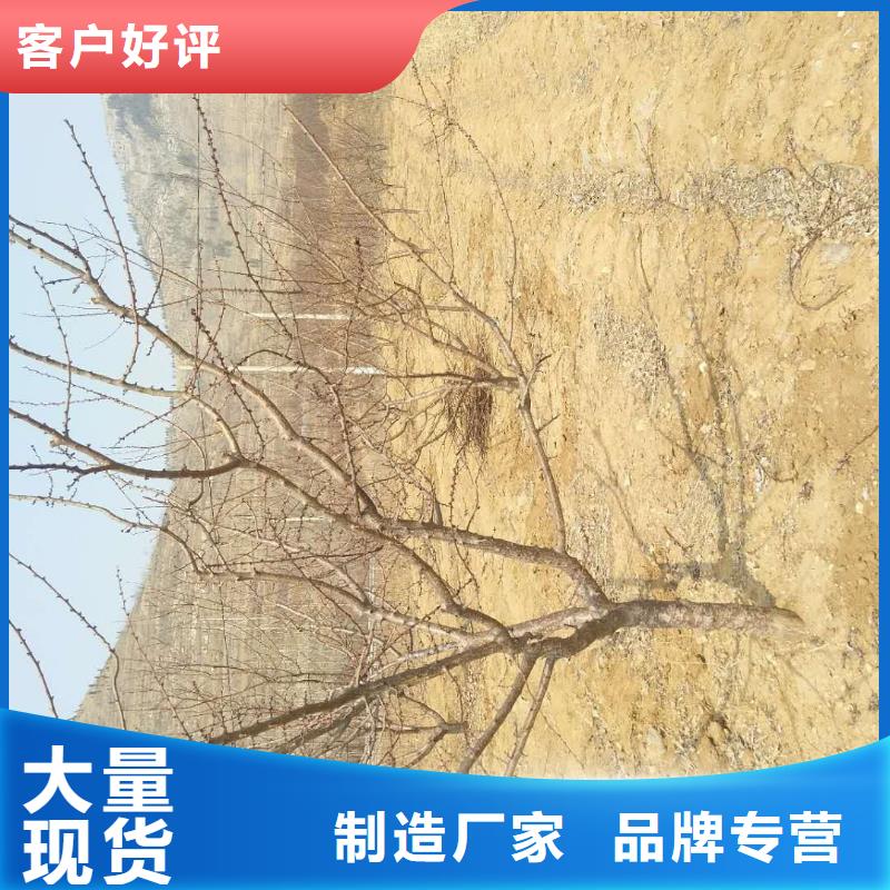 杏苹果苗实力雄厚品质保障优良材质