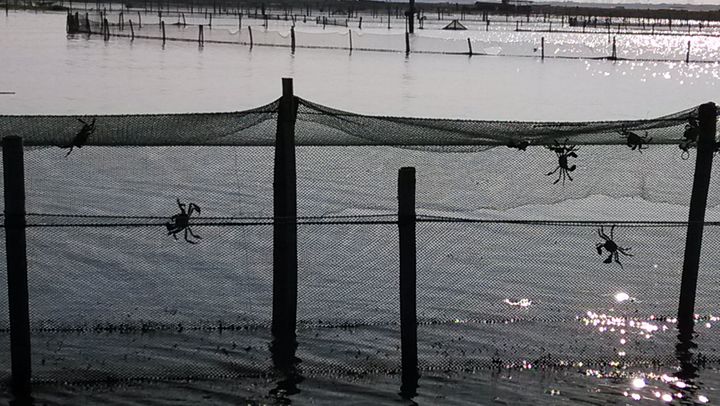 阳澄湖大闸蟹今日价格行情