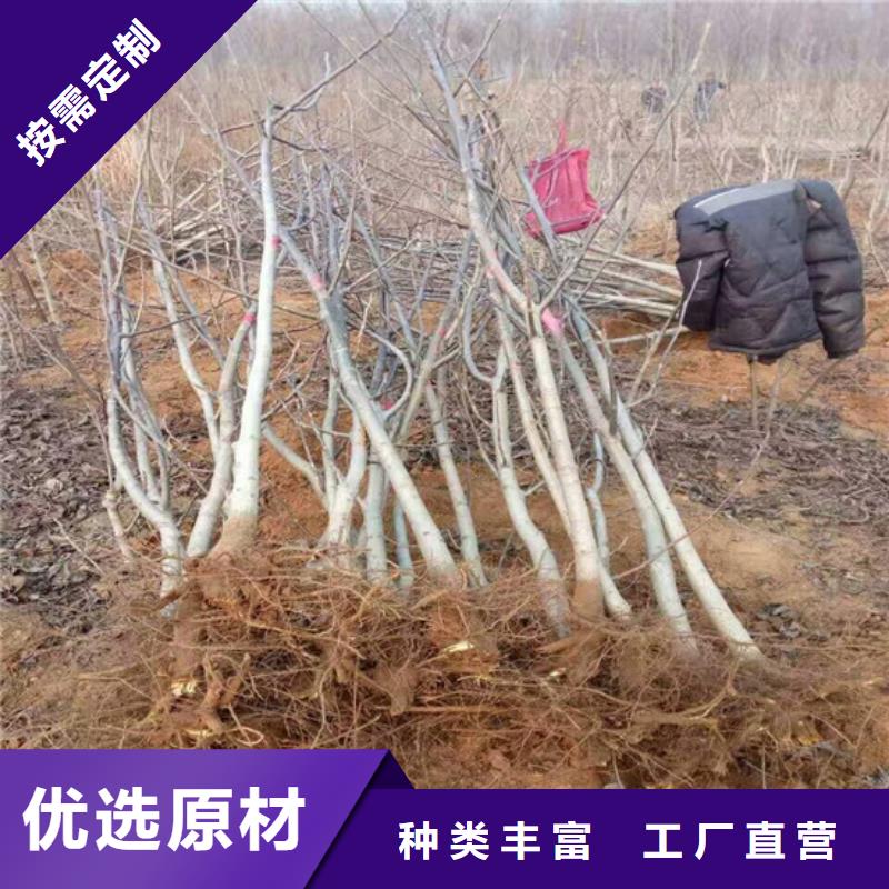 【核桃苗阳光玫瑰葡萄树苗交货准时】诚信为本