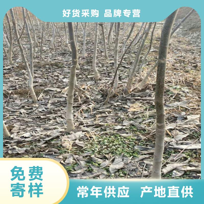 【核桃苗软籽石榴树苗发货迅速】本地品牌