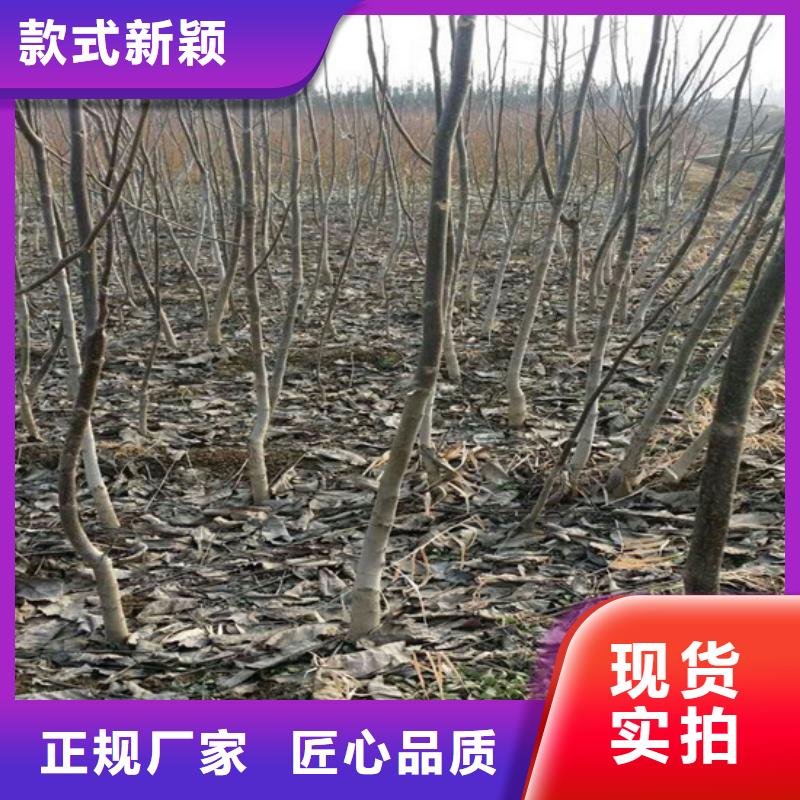 核桃苗,葡萄苗质量优选好产品有口碑