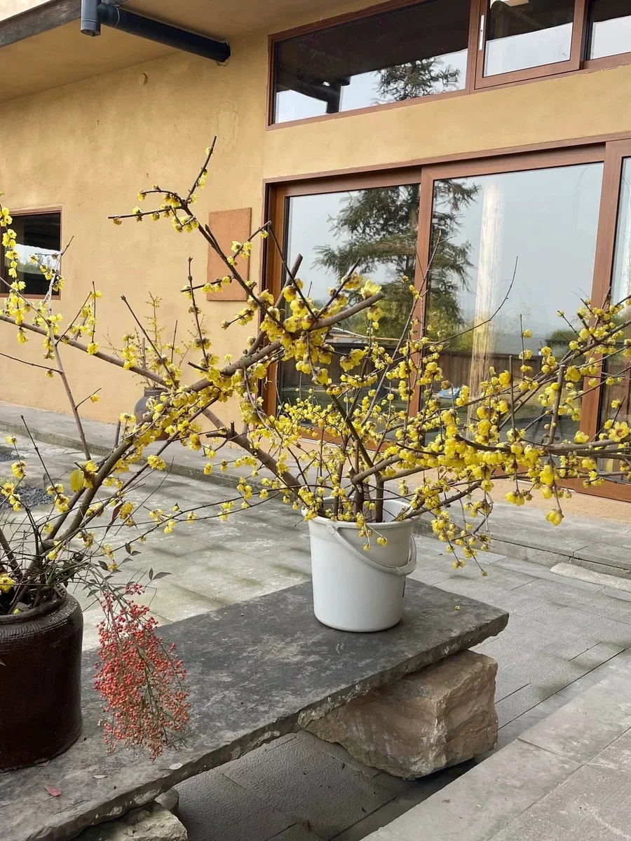米白色稻草漆样板