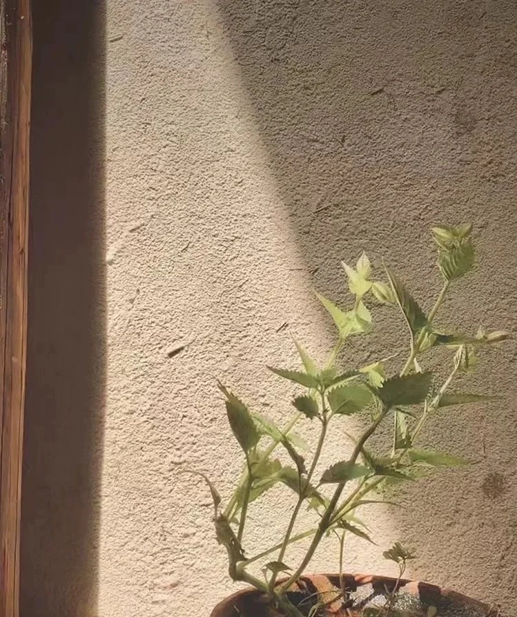 澄迈县外墙稻草漆品牌厂家