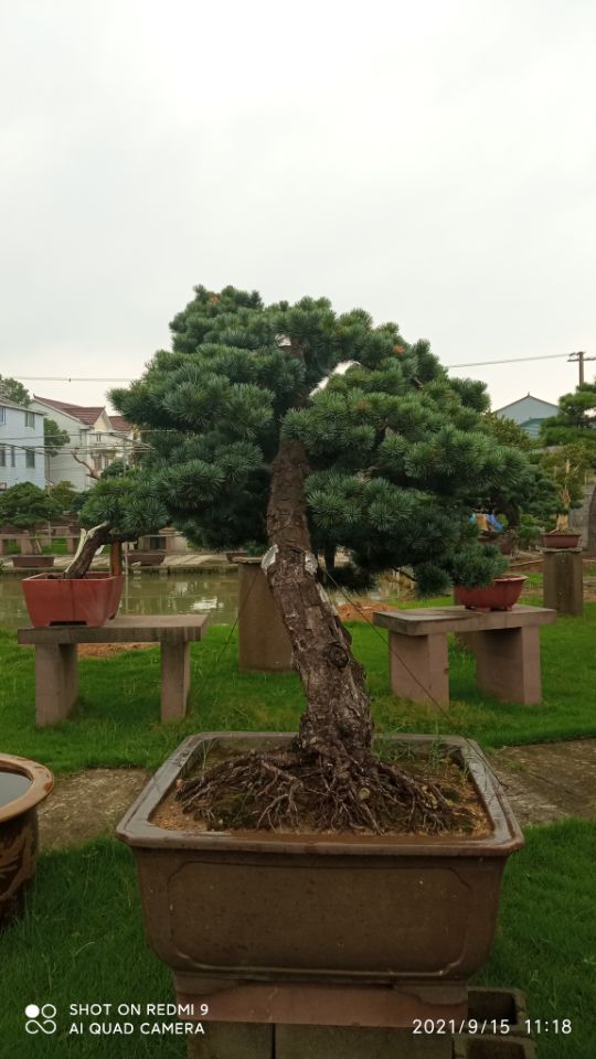 生物酶土壤固化剂黒臭水体环境治理