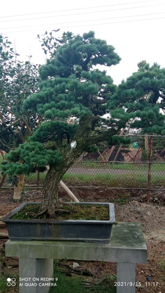 济源市淤泥固化土壤固化剂四川成都园区建设固化土销售