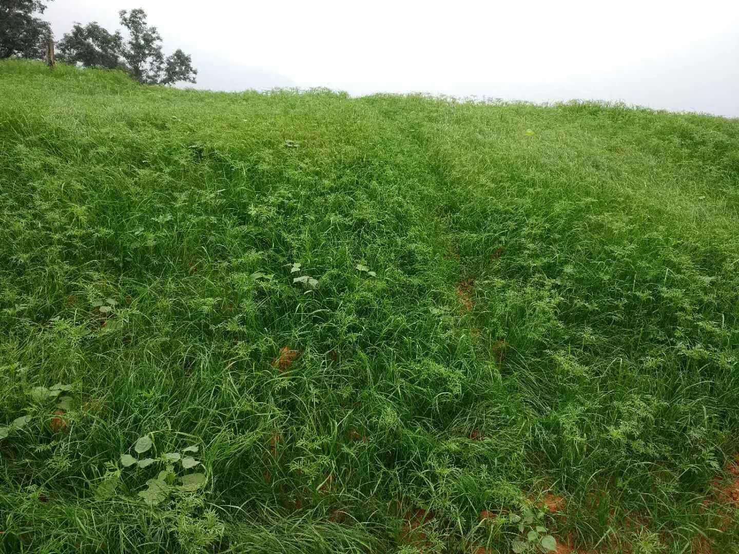 回族自治区132千瓦客土护坡喷泥机黏土破碎机